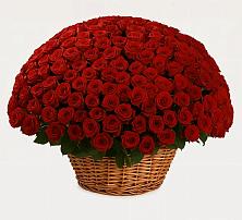 Премиум букет из: Розы #REPLACE_PRED# Бограде